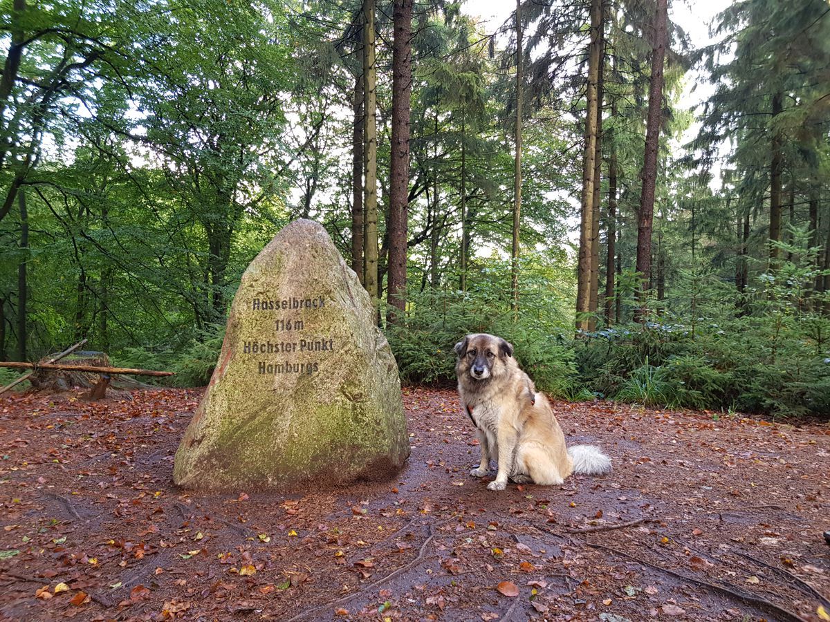 Hasselbrack in den Harburger Bergen . der höchste Erhebung Hamburgs - mit Hund Paul - 2019