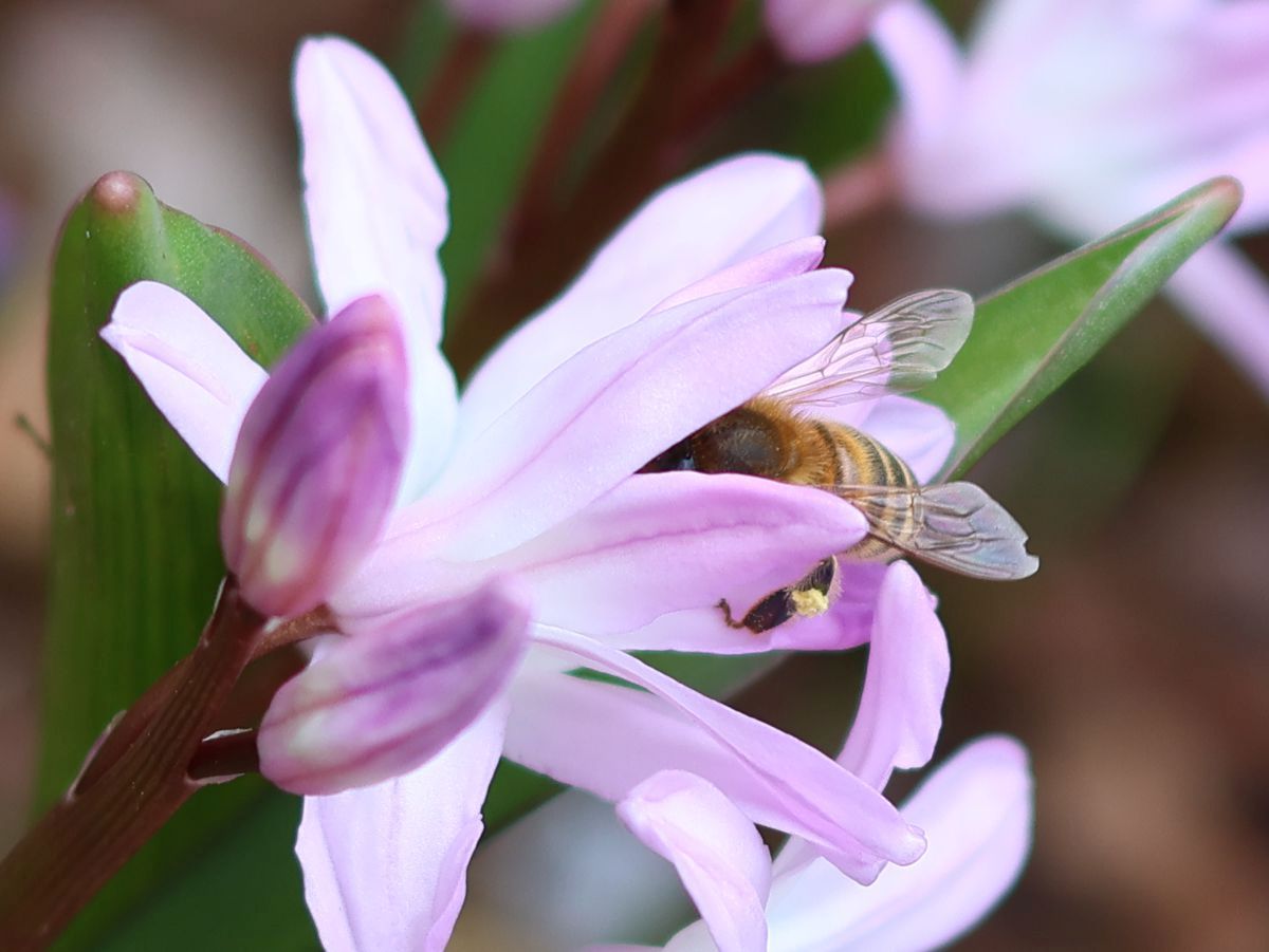 Hyazinthenblüte rosa