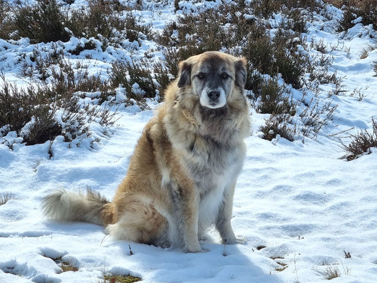 Hund Paul im Schnee 2023