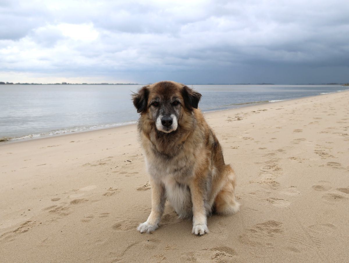 Hund Paul am Strand 2023