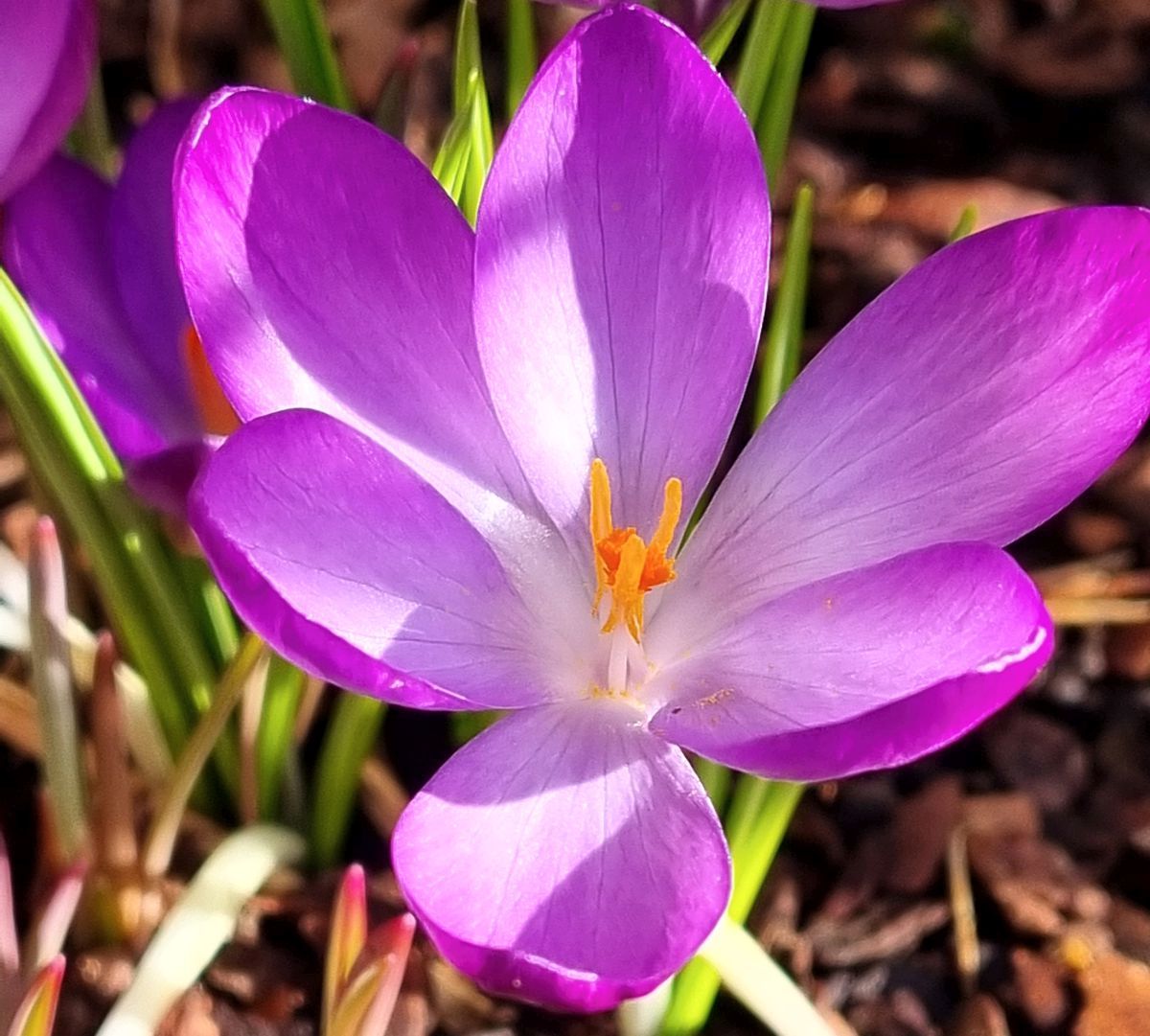 Krokus im Sonnenlicht