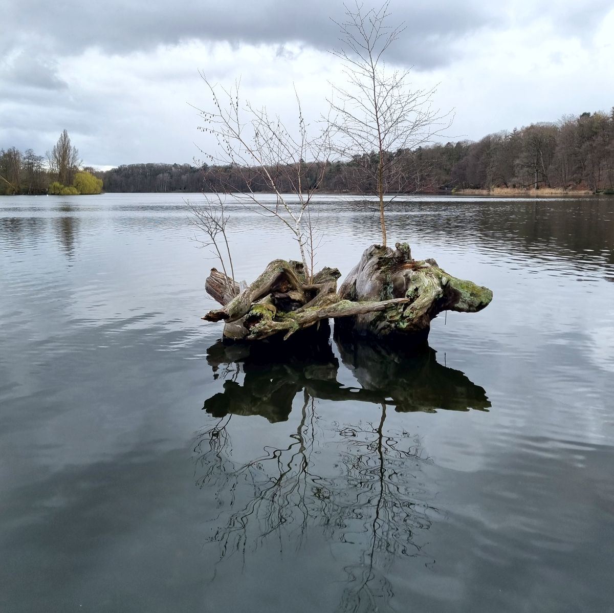 Naturkunst im Wasser