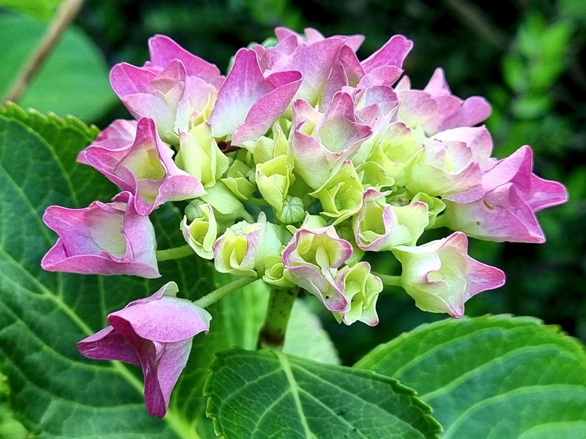 Hortensienblüte pink