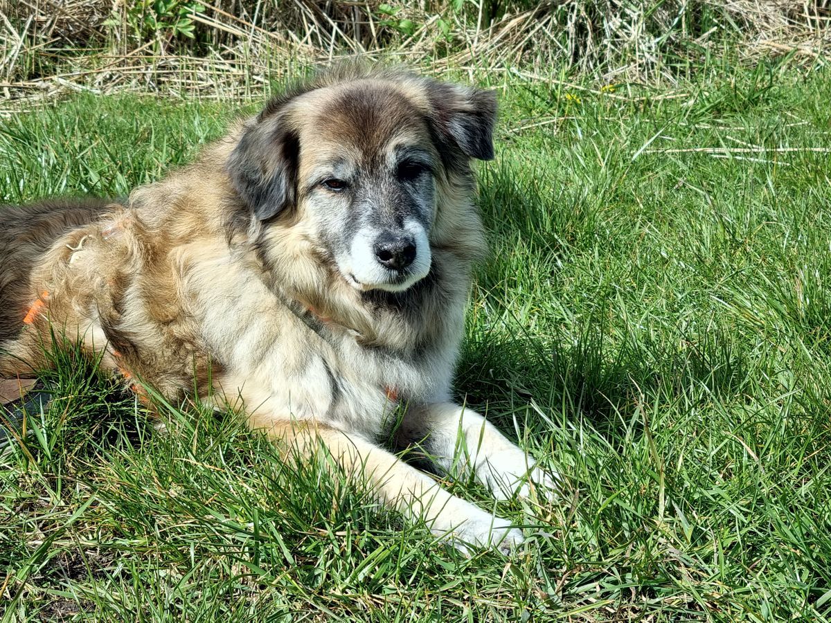 Hund Paul im Gras - Frühling 2023