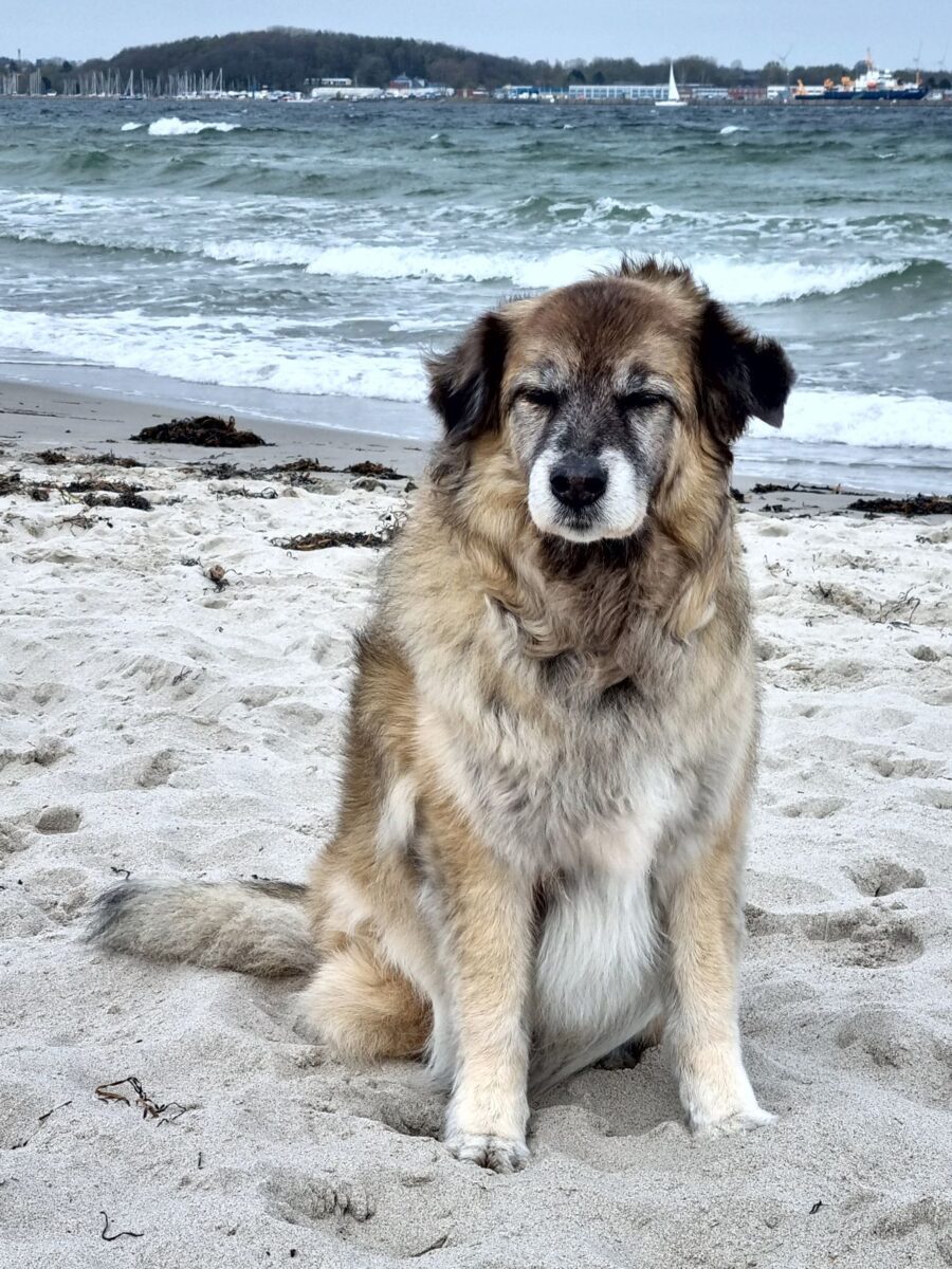 Hund Paul im Wind am Strand