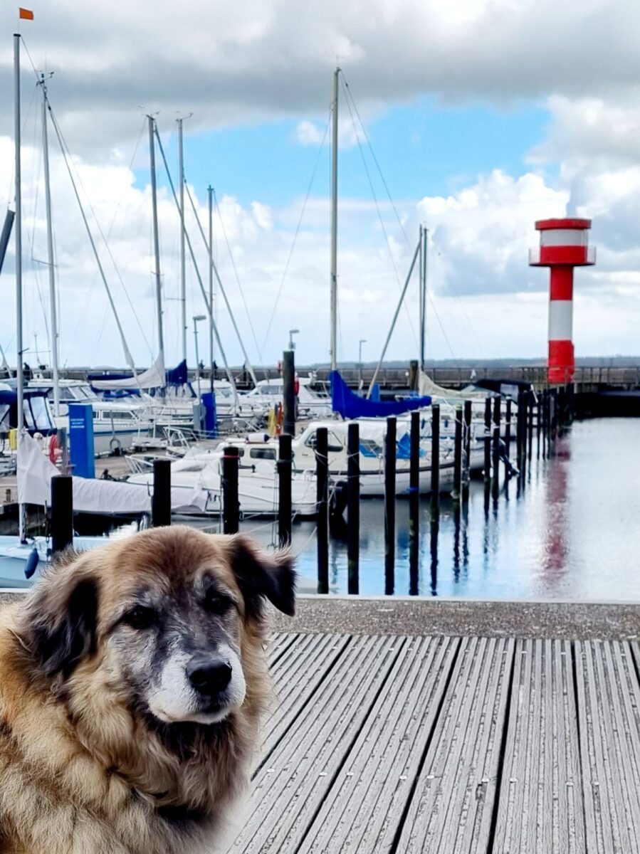 Leuchtturm Eckernförde Hafen neu mit Bloggerhund Paul
