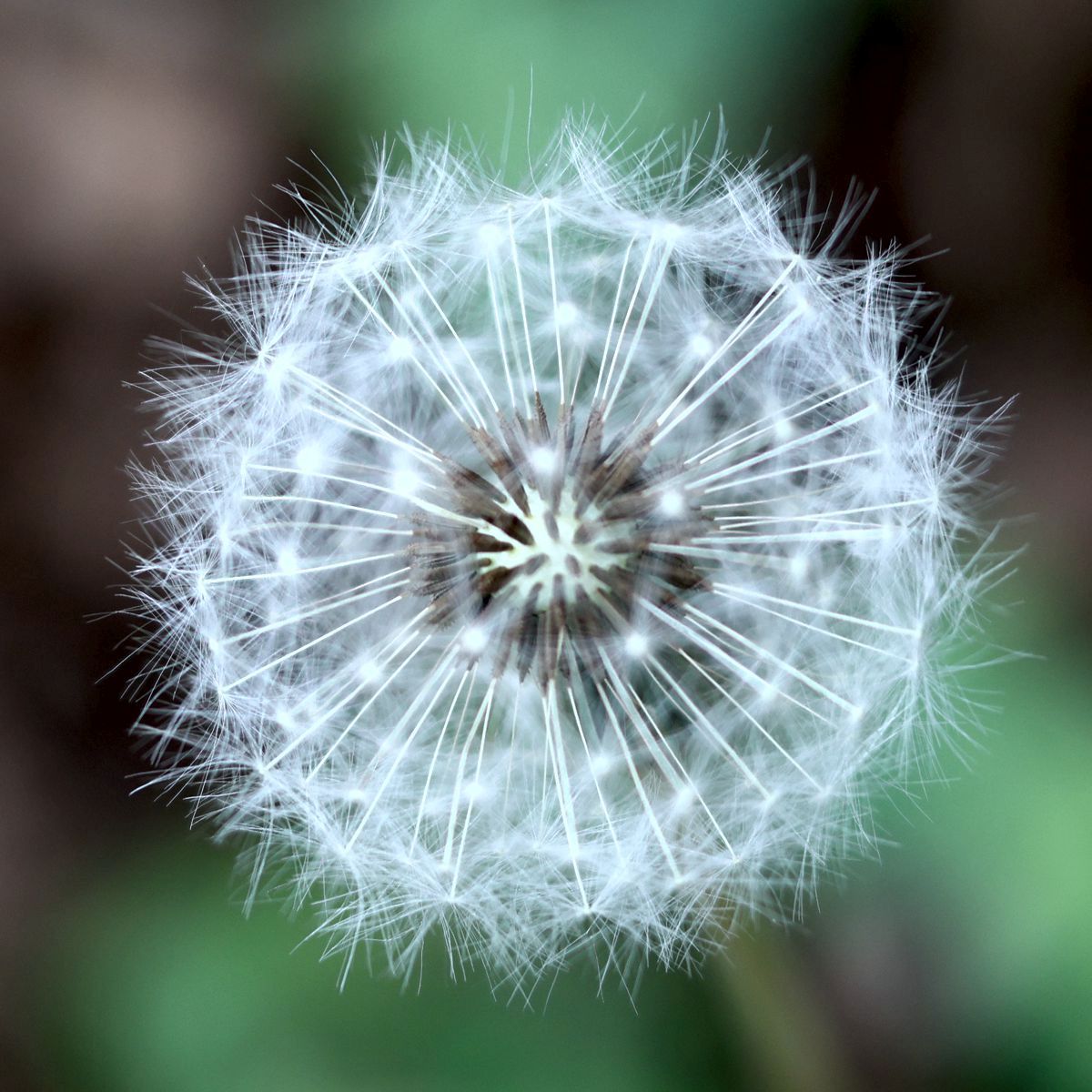 Pusteblume