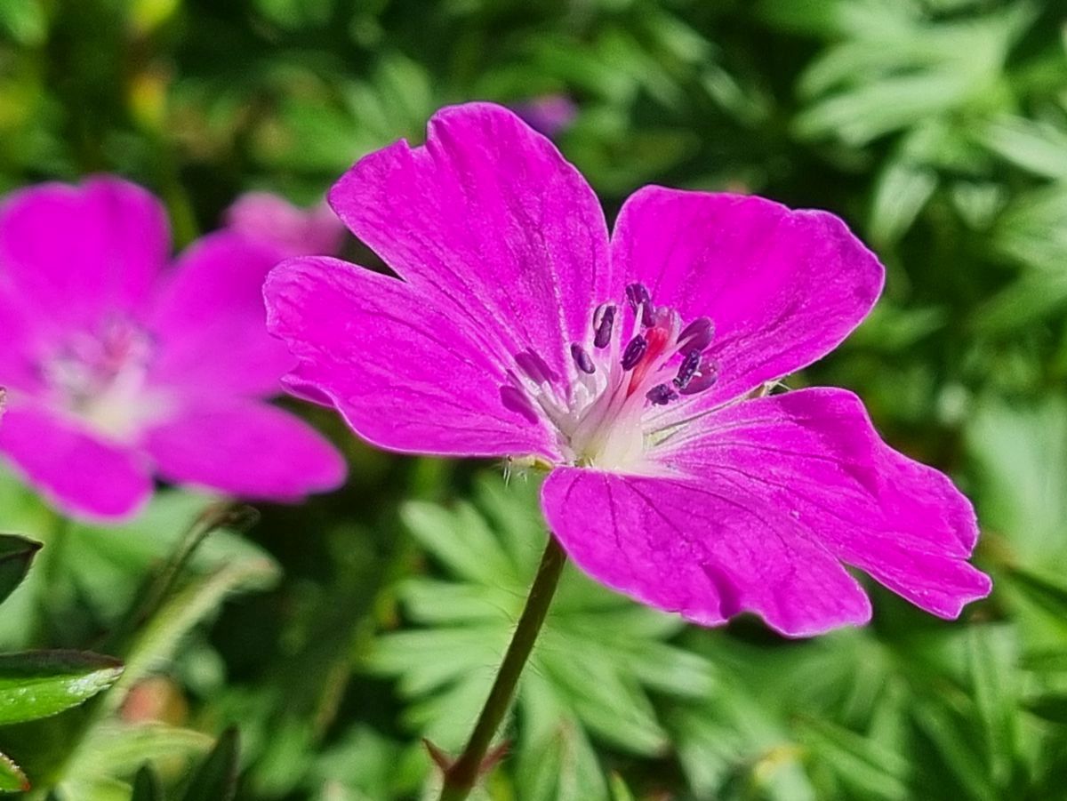 Storchenschnabel pink