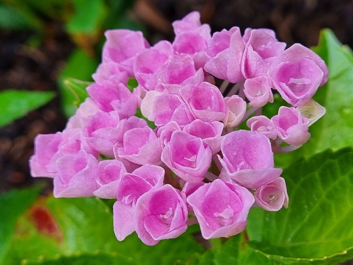 Hortensie rosa