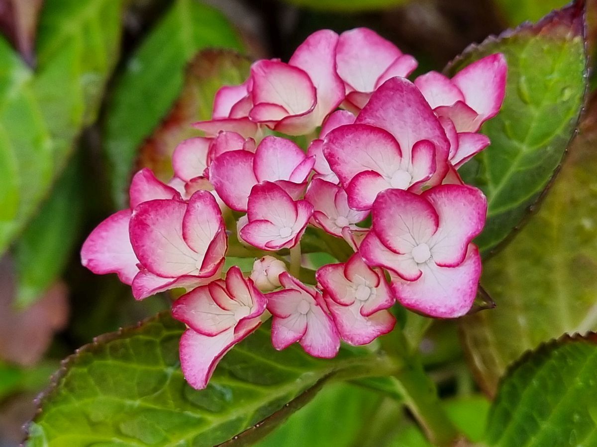 Hortensie rosa