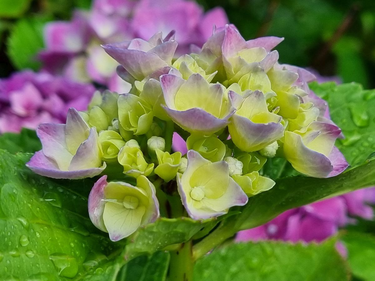 Hortensie rosa