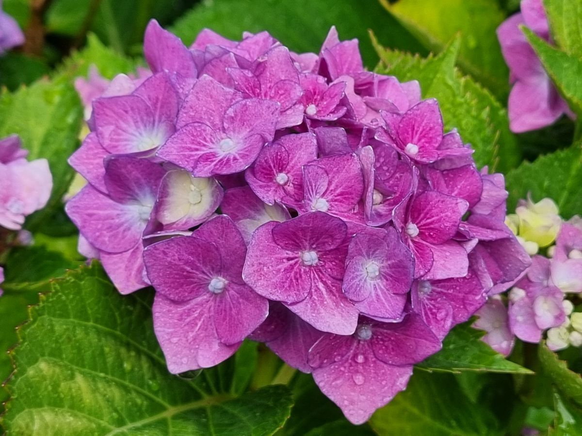 Hortensie rosa