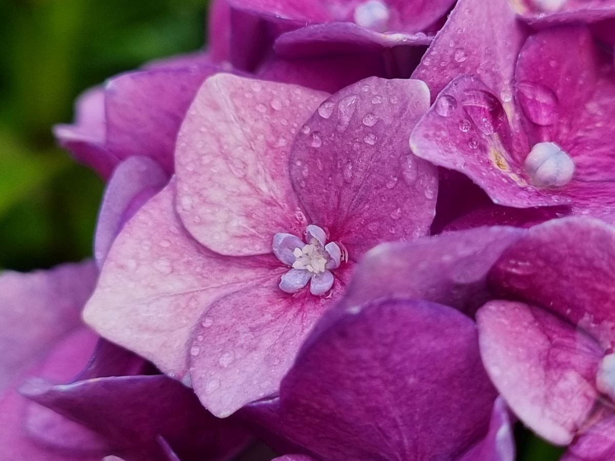 Hortensie rosa