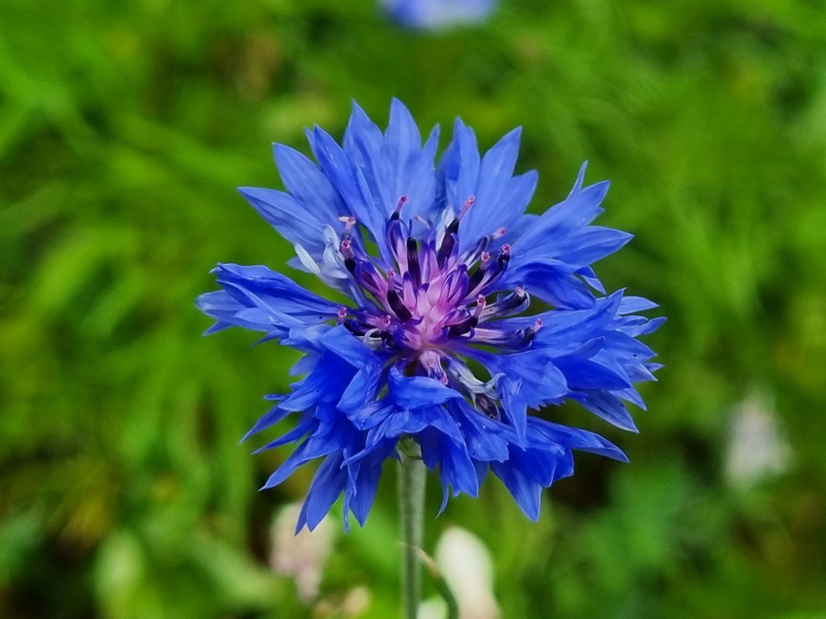 Kornblume blau