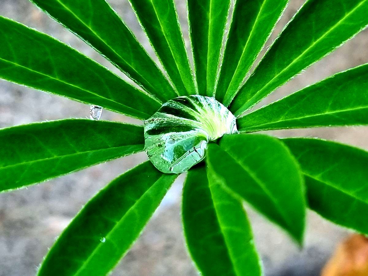 Wassertropfen auf einer Lupine