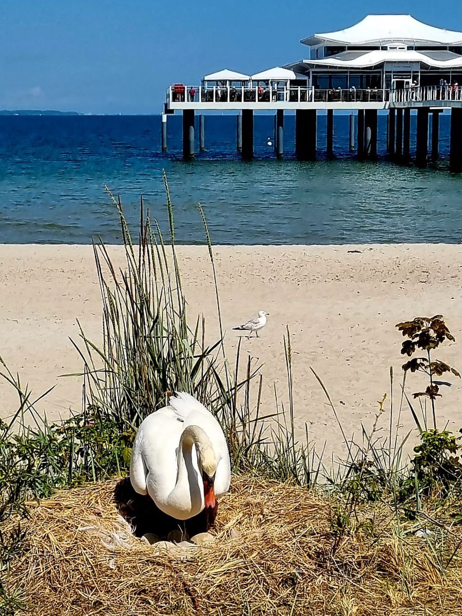 Schwan brütet am Strandrand