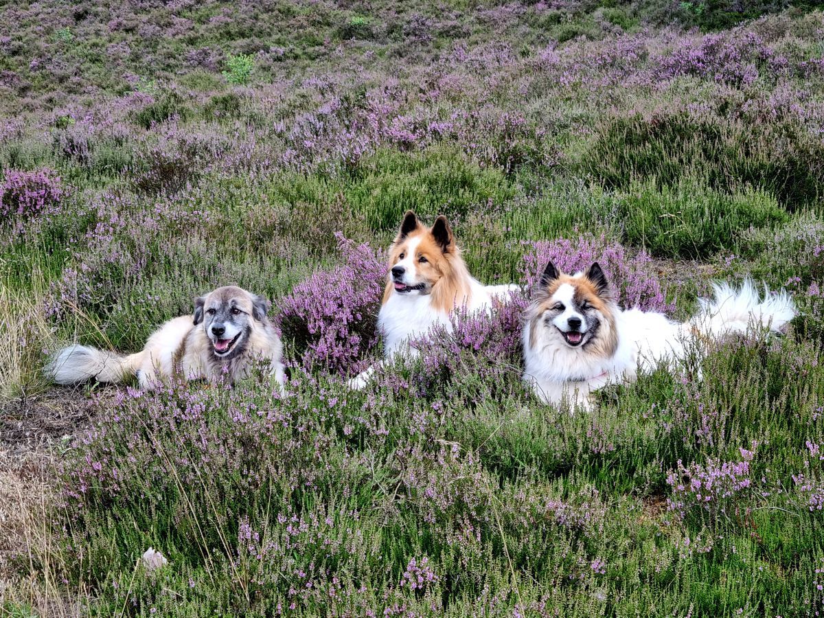 Hunde Paul, Koda und Jazz - Hütehundmischling und Elos - in der Fischbeker Heide zur Heideblüte 2023