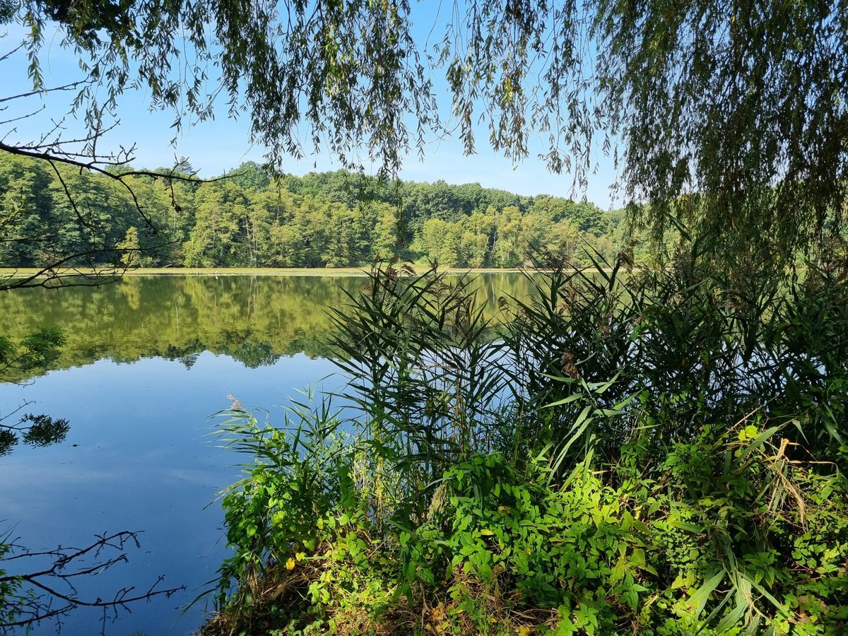 Außenmühlenteich in Hamburg-Harburg im September 2023