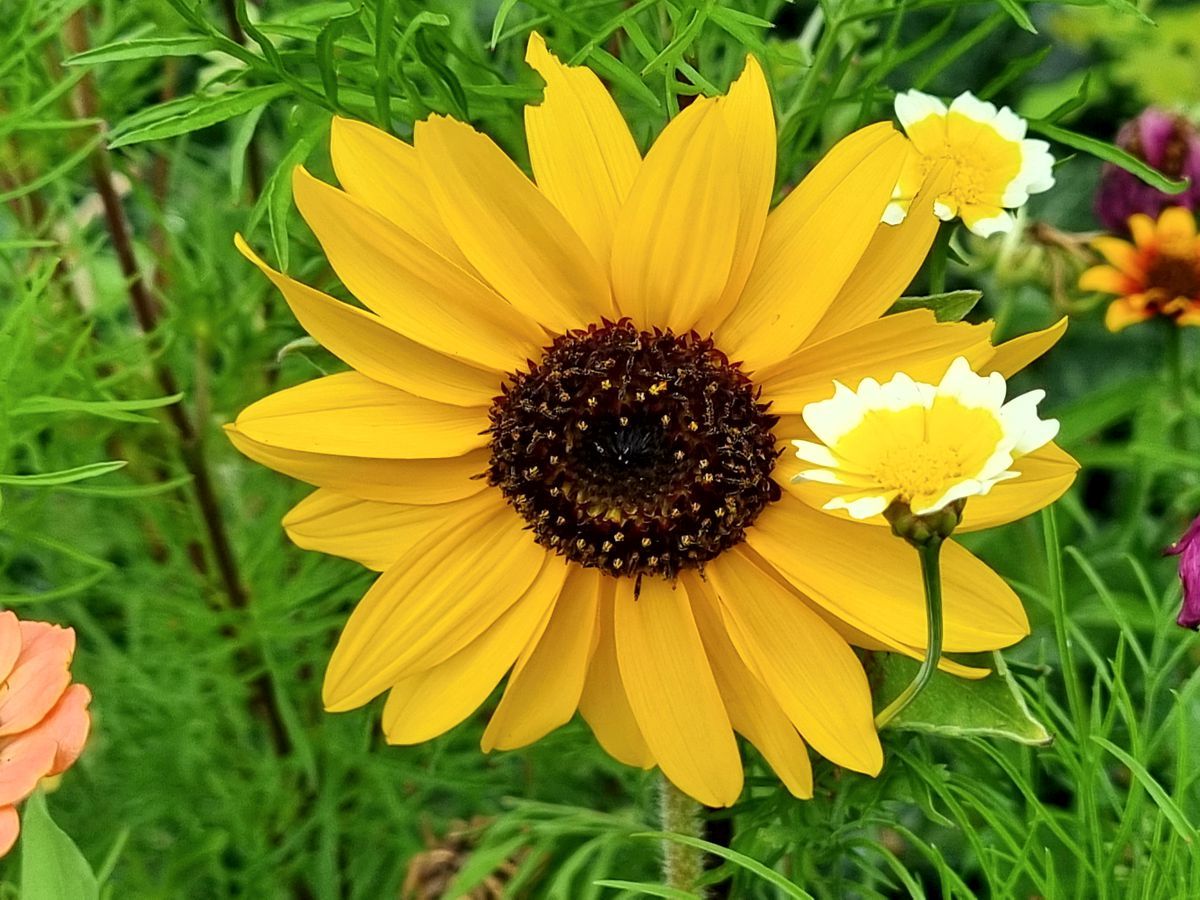 Blumenwiese im August mit Sonnenblume