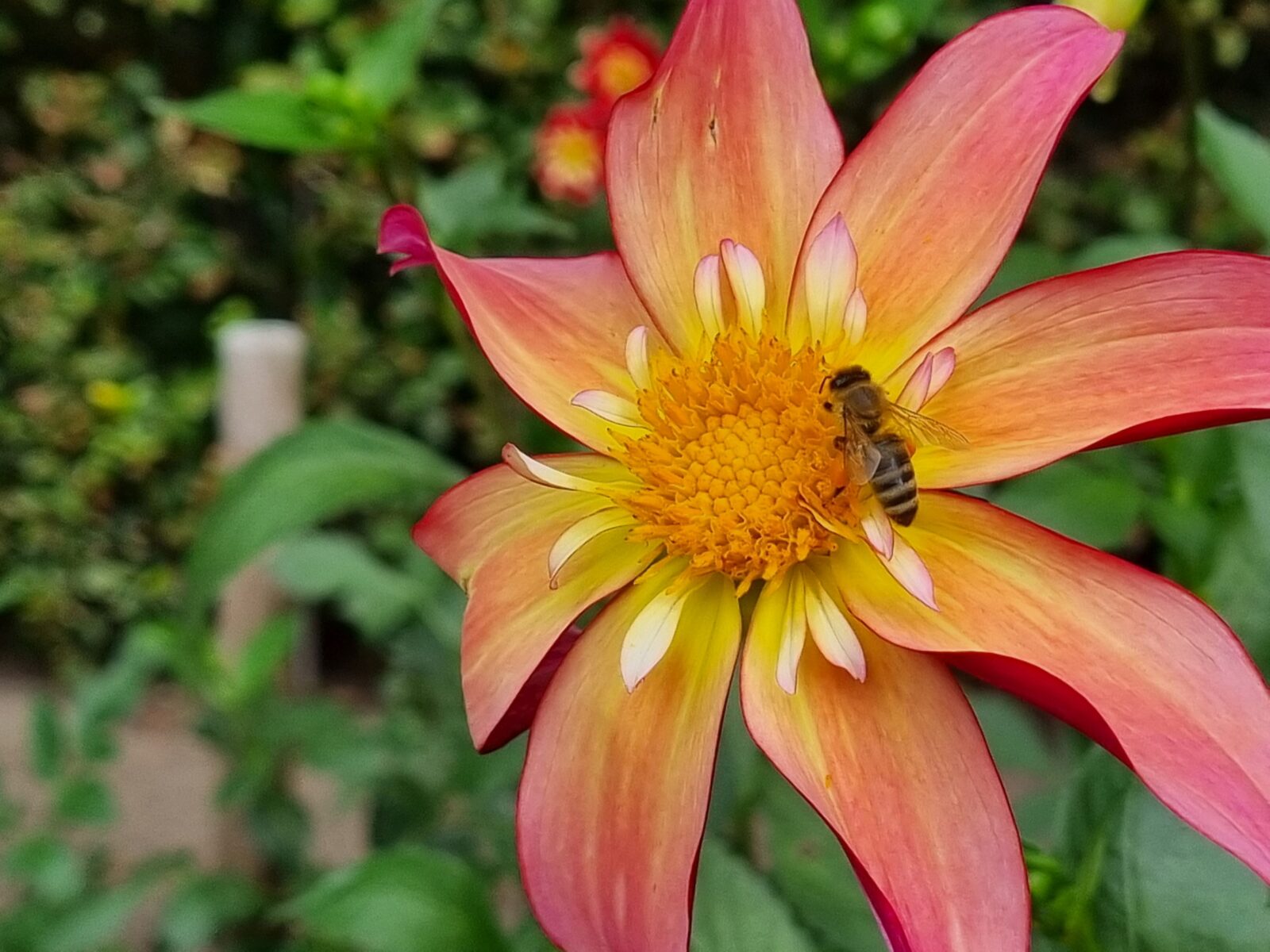 Dahlie mehrfarbig mit Biene