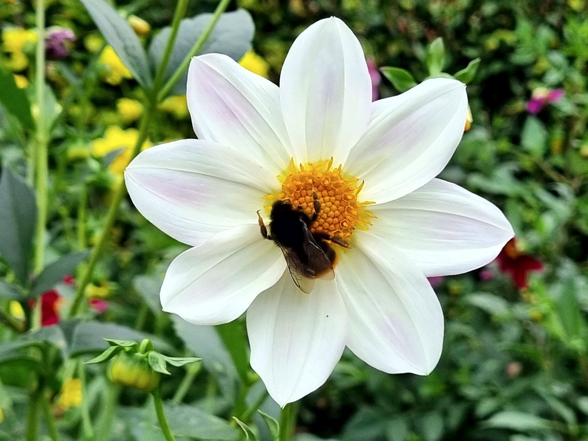 Dahlie weiß mit Hummel