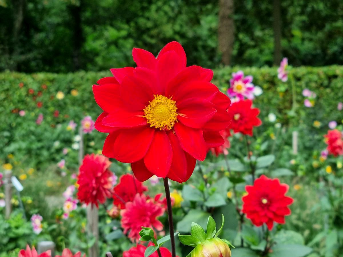 Dahliengarten Hamburg im Altonaer Stadtpark 2023