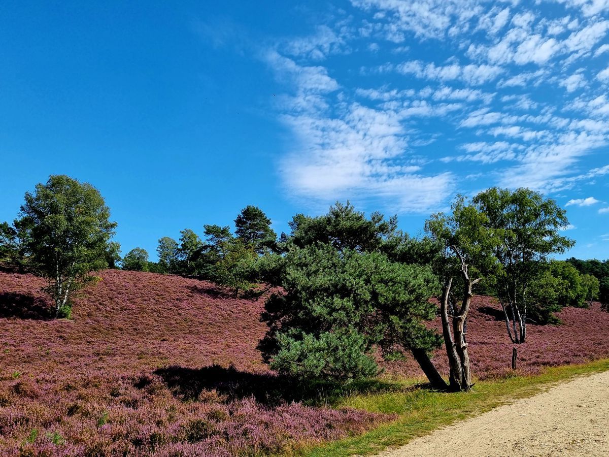 Heideblüte 2023 in der Fischbeker Heide / Hamburg