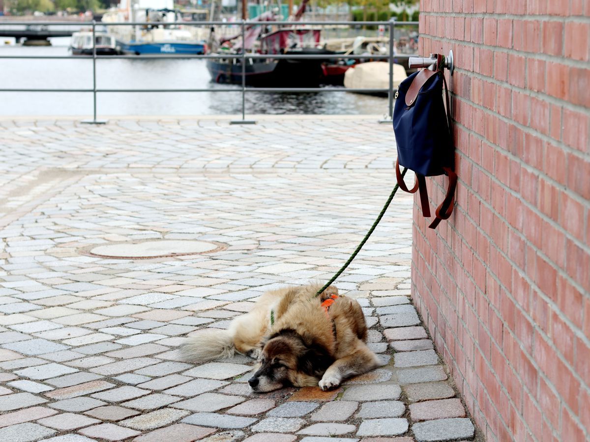 Bloggerhund Paul passt auf den Rucksack auf beim Fotoshooting