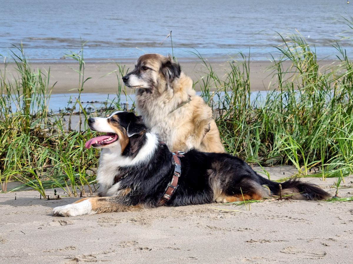 Hunde Paul und Amy