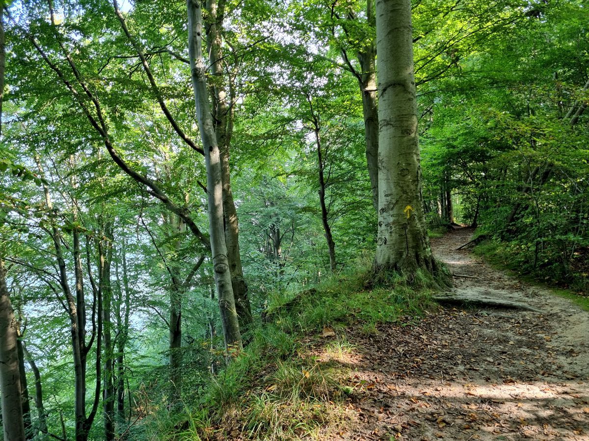 Schnellmarker Holz - Wald in Altenhof an der Eckernförder Bucht