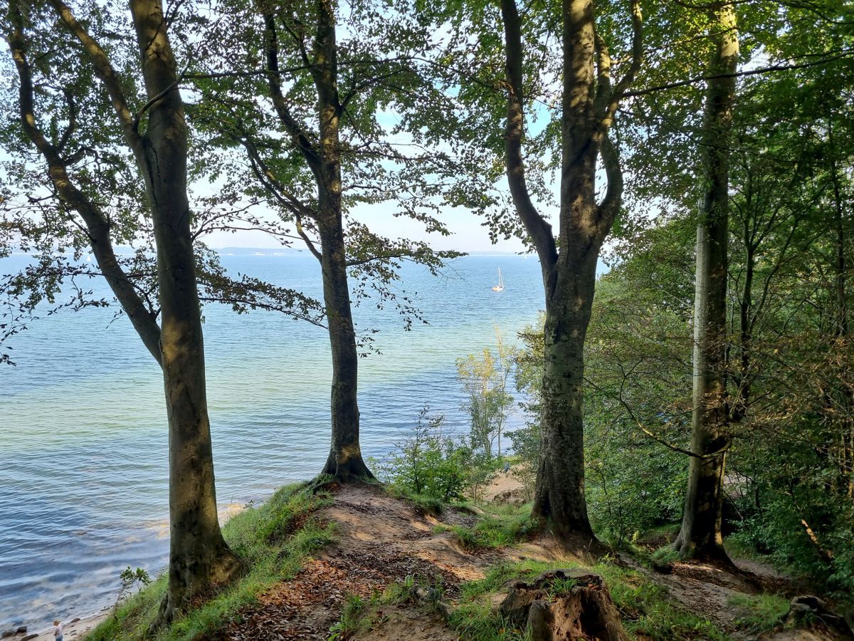 Schnellmarker Holz - Wald in Altenhof an der Eckernförder Bucht