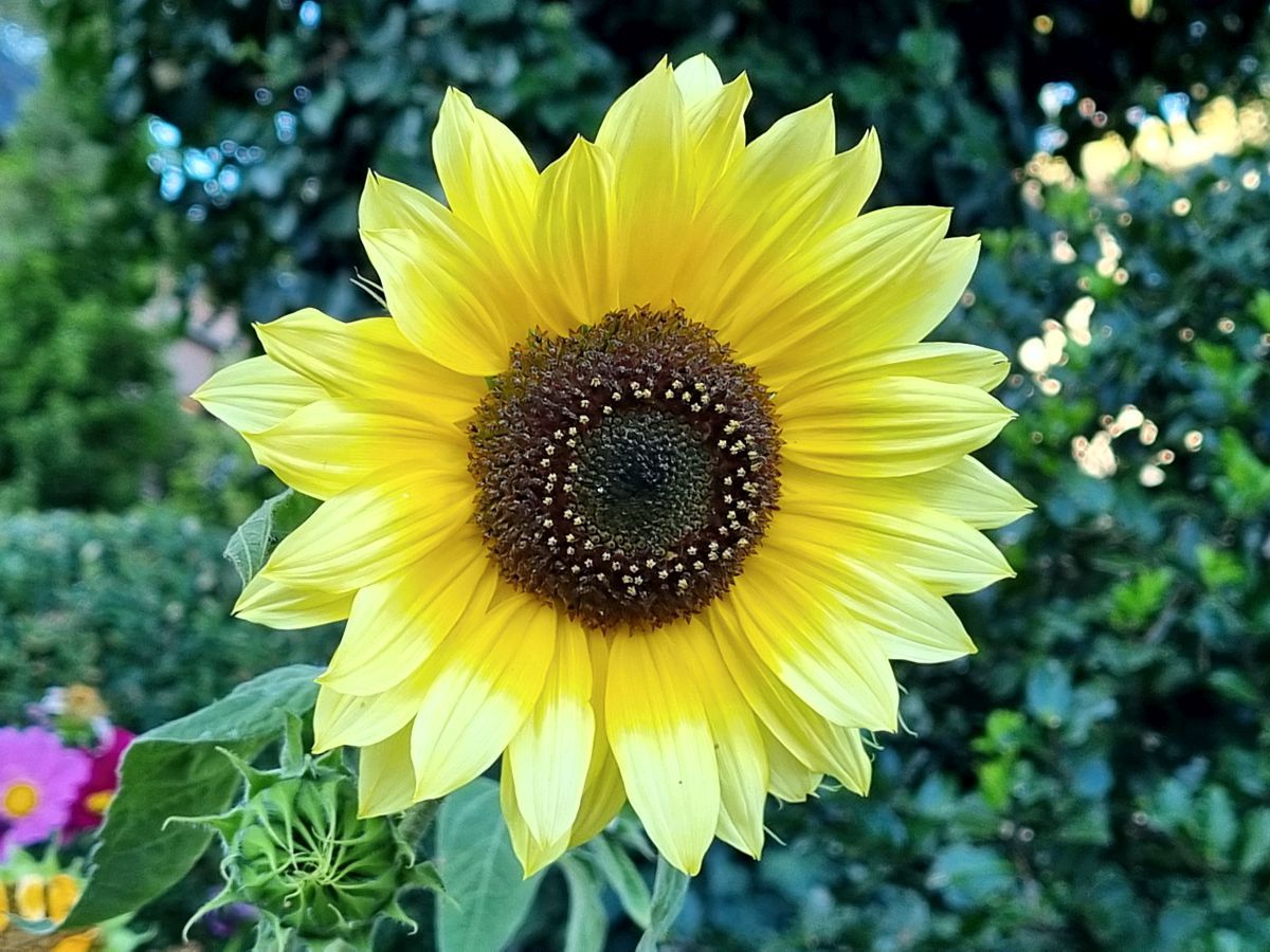 Sonnenblume in zwei zitronigen Gelbtönen