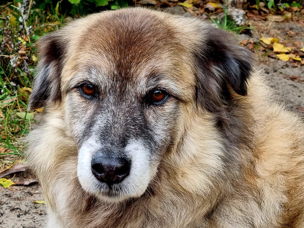 Hund Paul Portrait