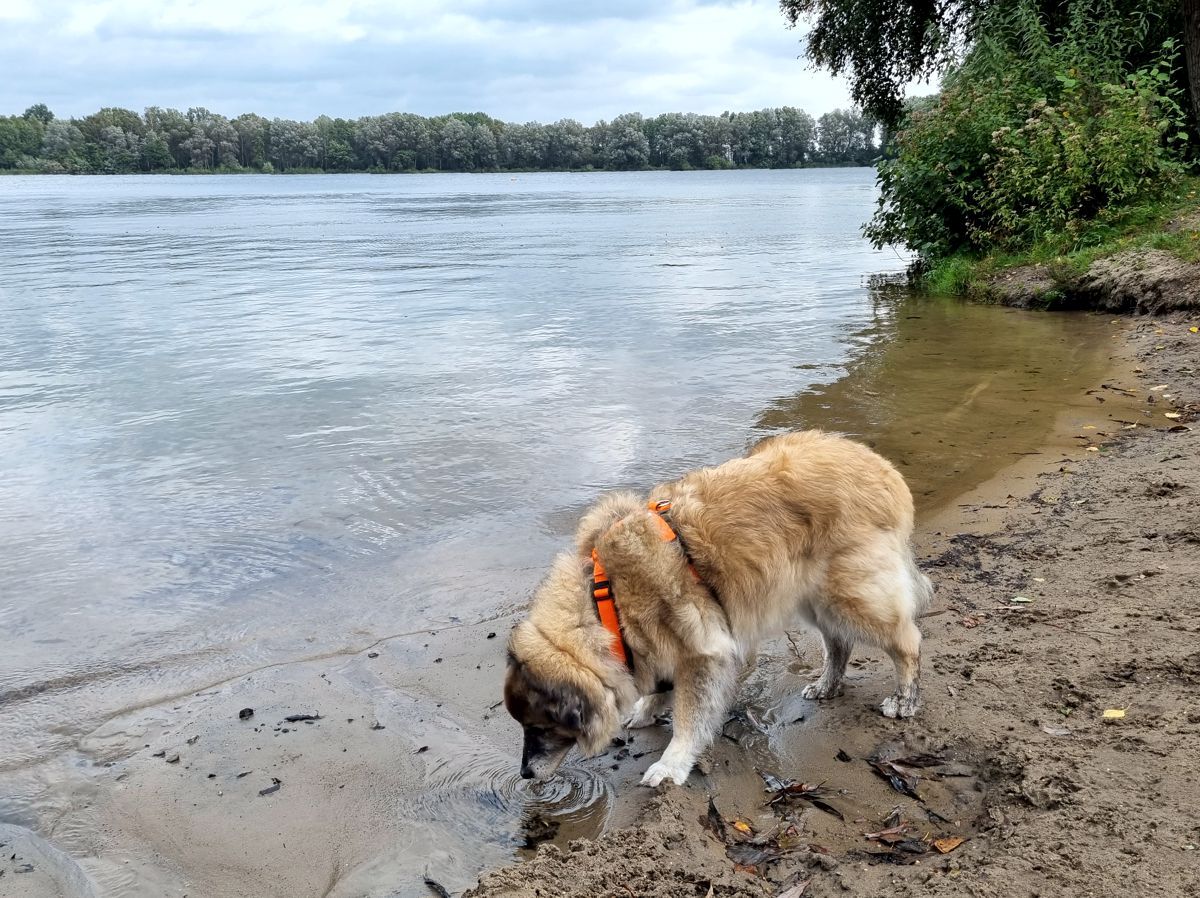 See im Großen Moor - Landkreis Harburg - Meckelfeld - Hörstener See - Hörster See - Badestelle