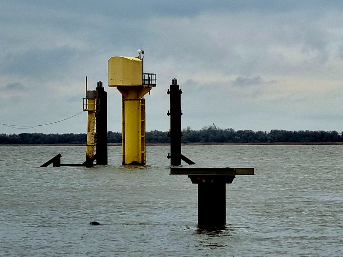 Elbe beim Anleger Krautsand mit dem Kopf einer Robbe im Wasser