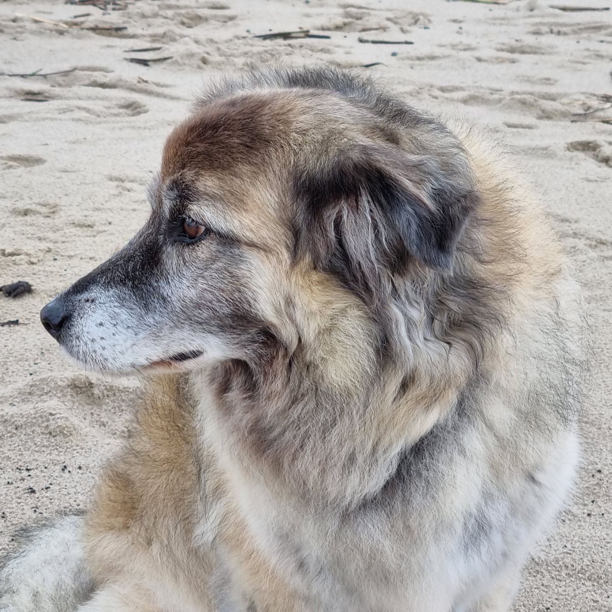 Hund Paul im Profil