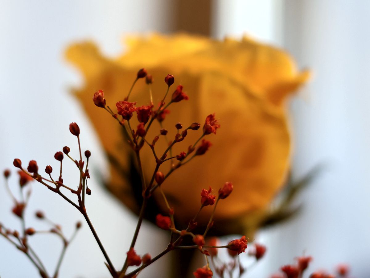 Gelbe Rose mit roten kleinen Blüten im Vordergrund