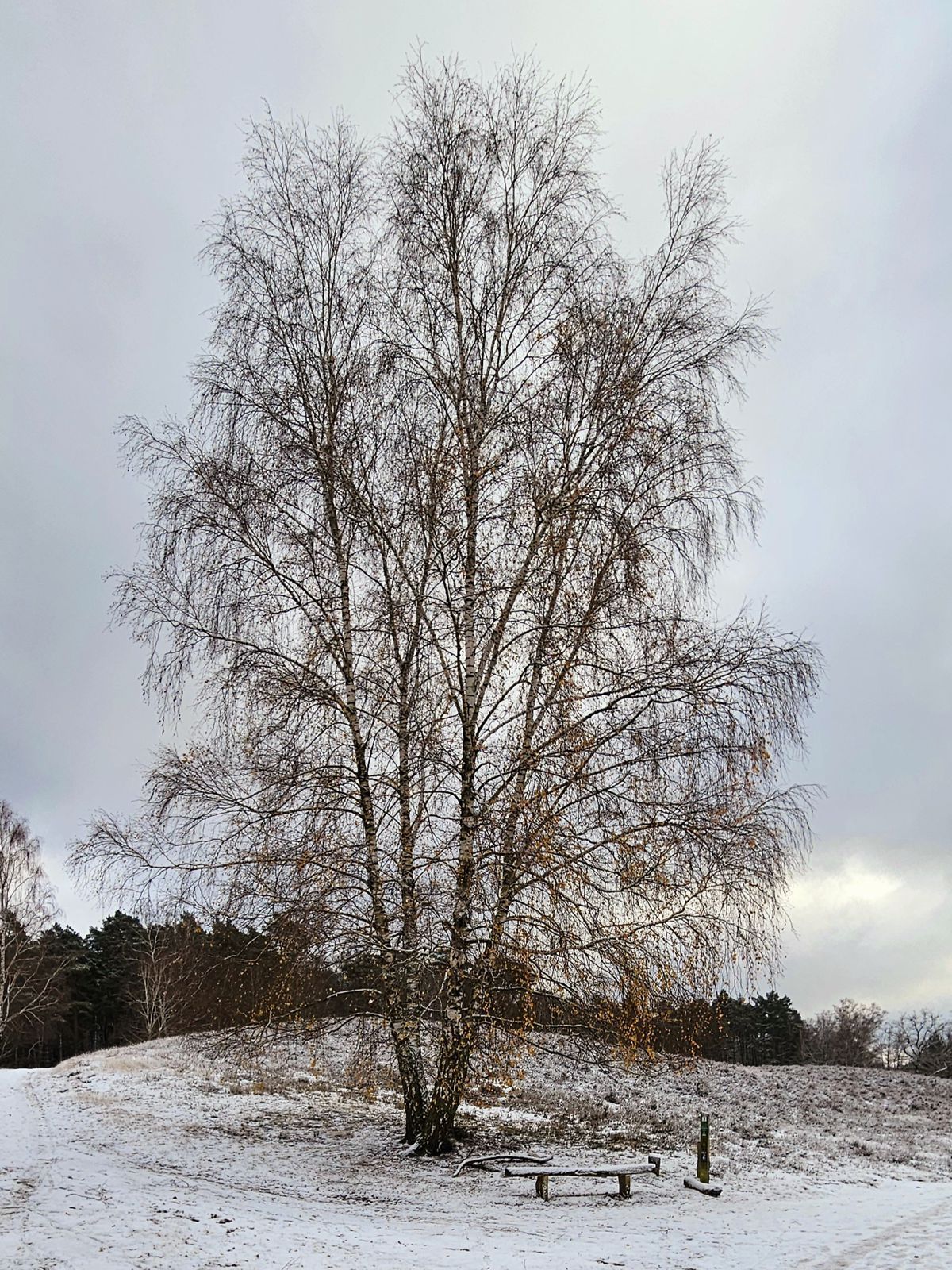 Birke im Schnee in der Fischbeker Heide