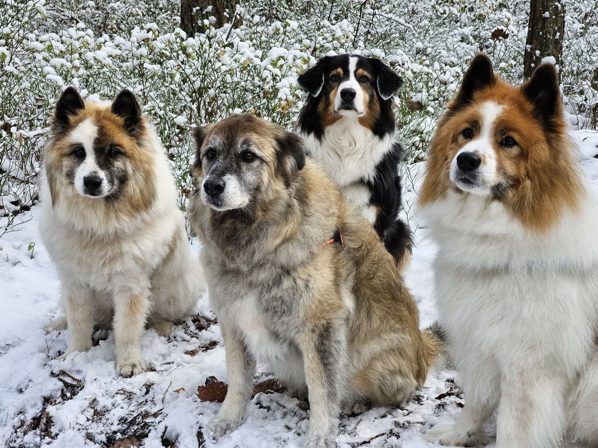 Paul und Freunde - die Puschelgang im Schnee