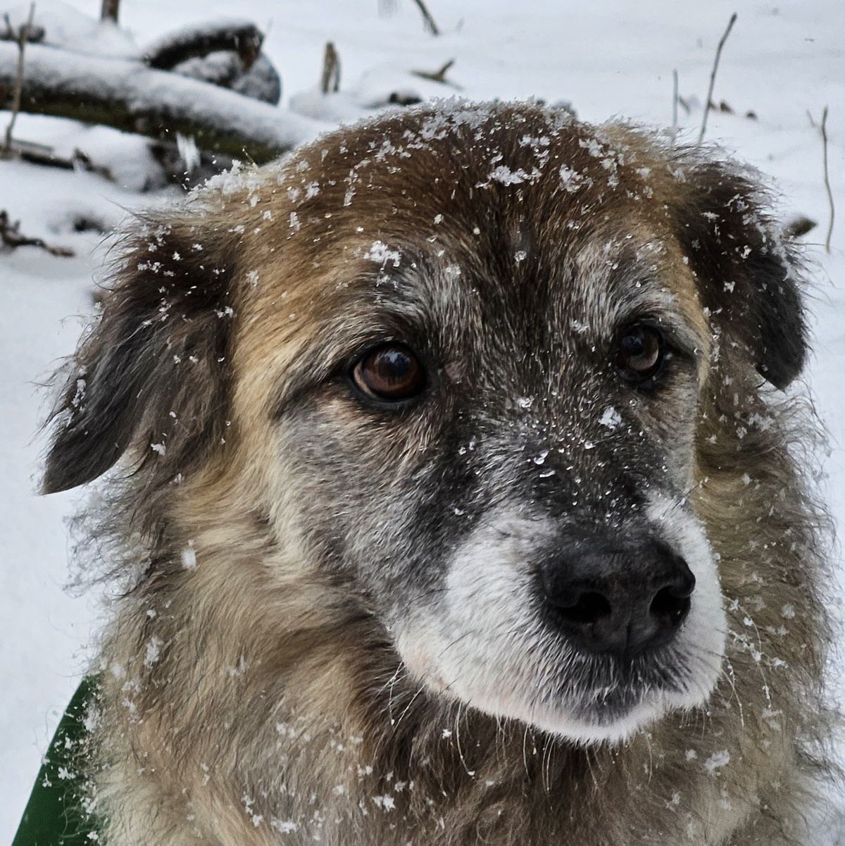 Hund Paul im Schnee