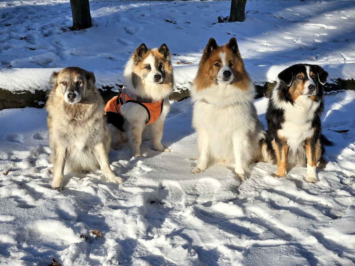 Paul und Freunde - die Puschelgang im Schnee