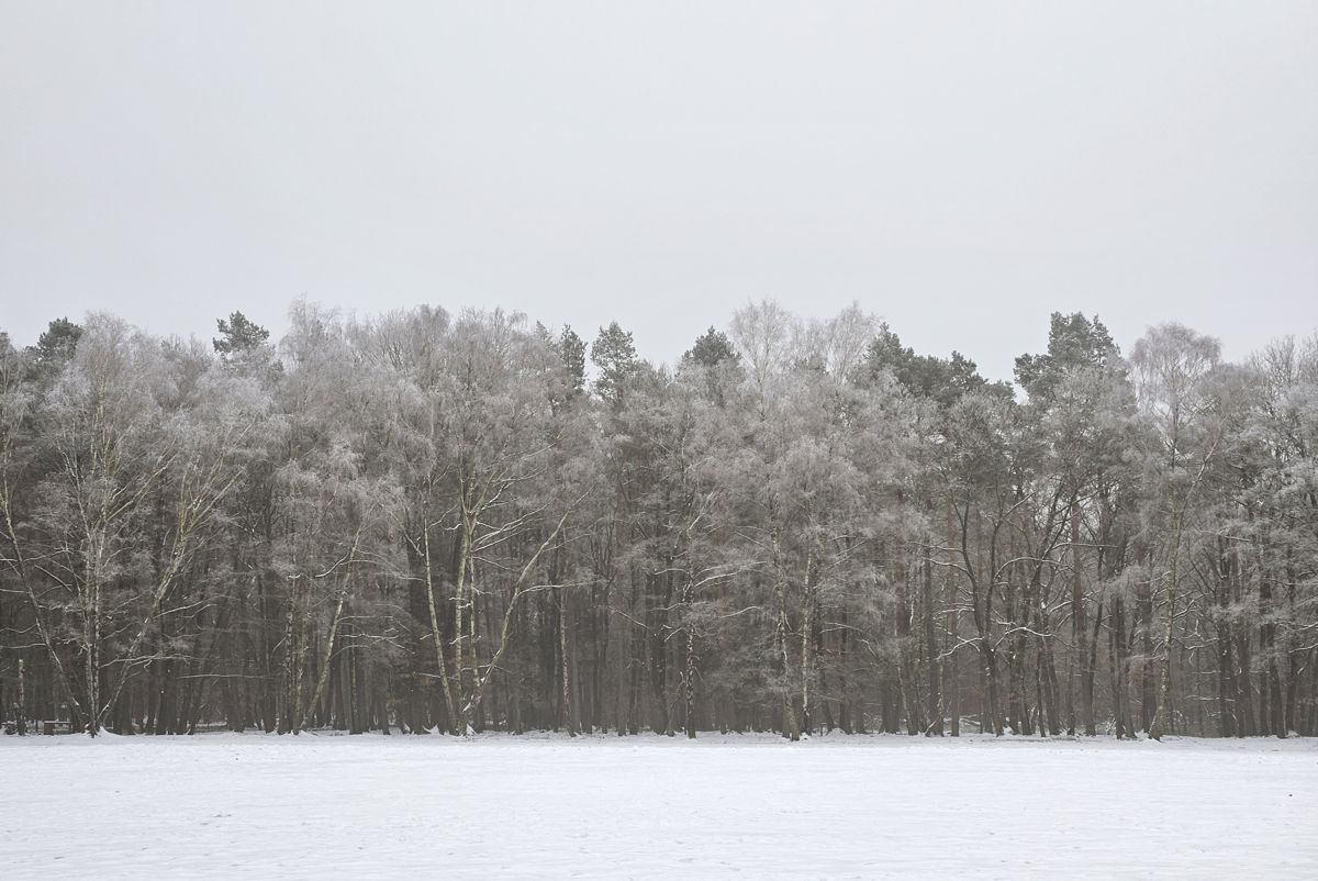 Verschneiter Wald mit gefrorenem Nebel