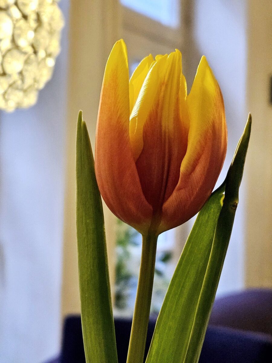 Tulpe in Orange-Gelb