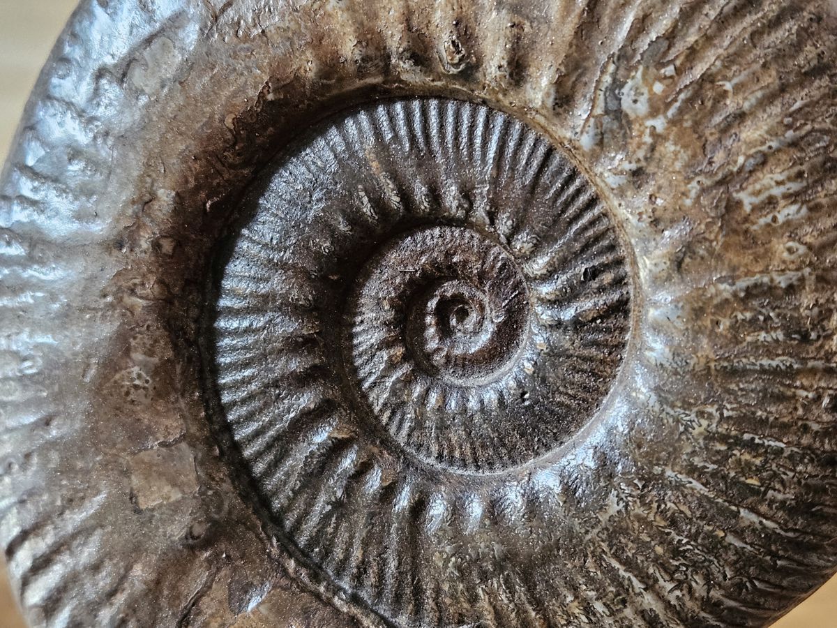 Ammonit Detail