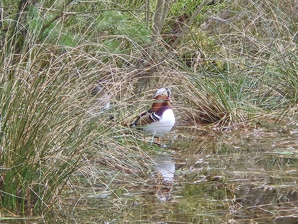 Mandarinente in Hamburg in der Fischbeker Heide am Kuhteich