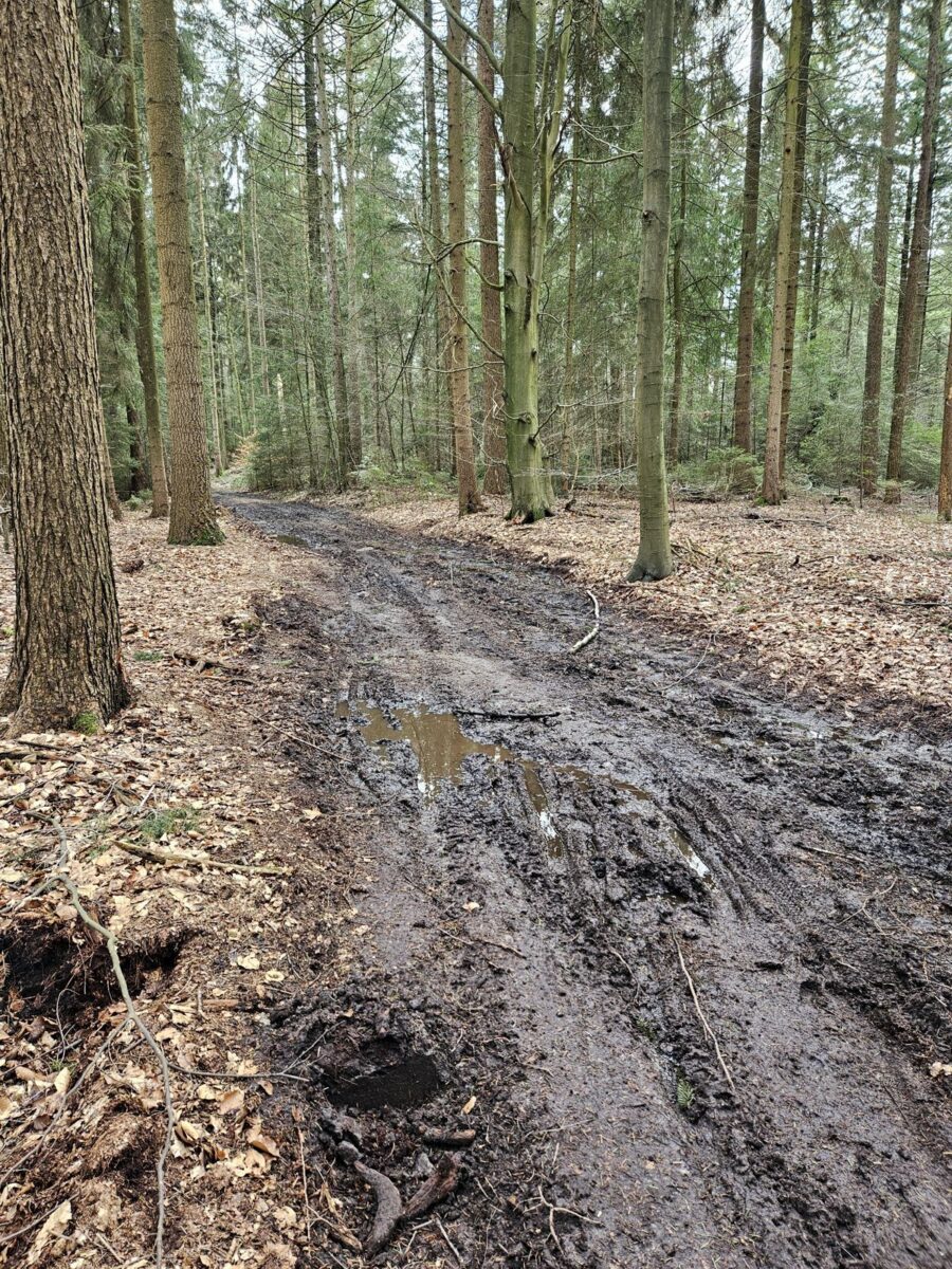 Harburger Berge - matschiger Waldweg