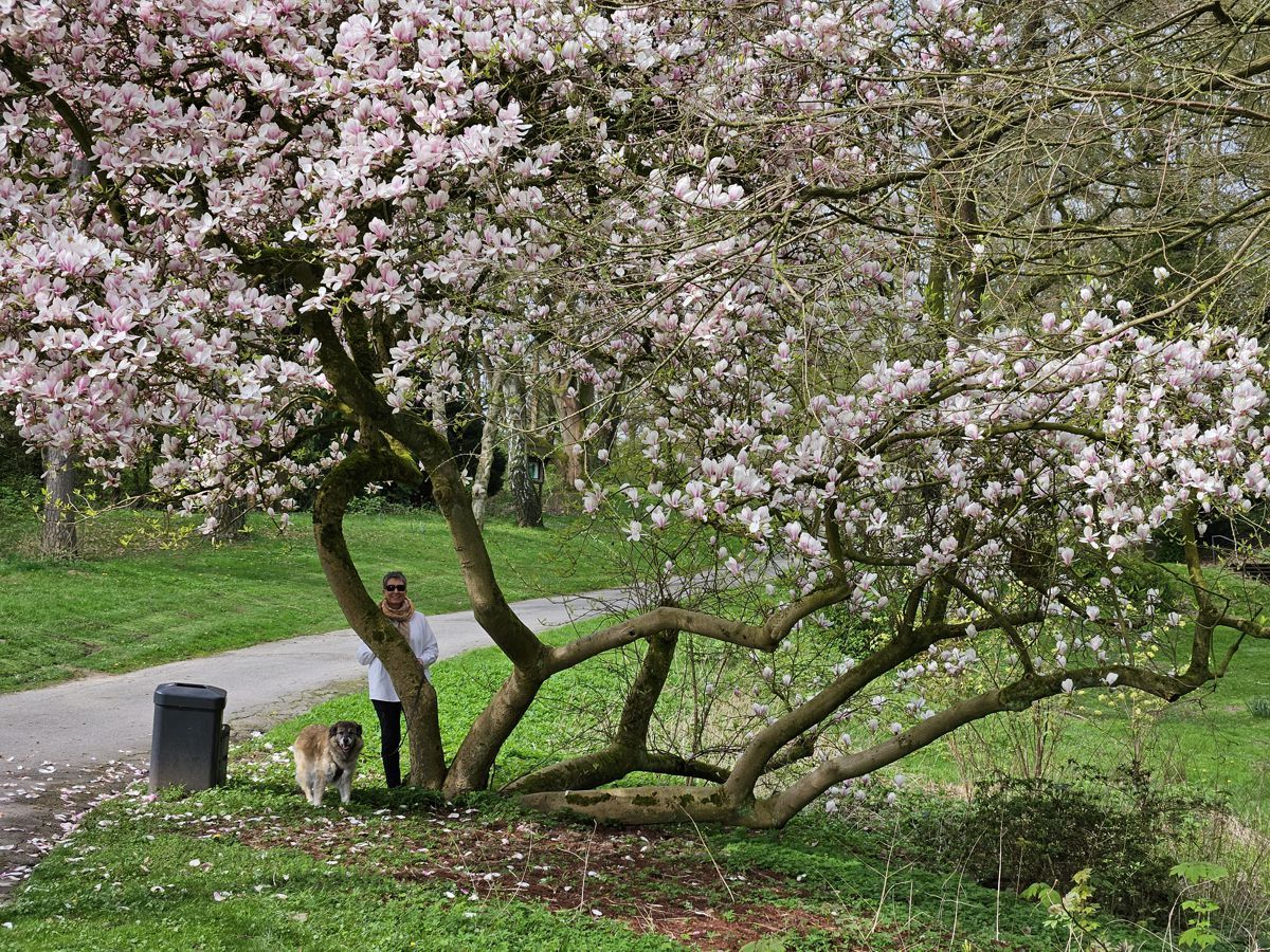 Ines Meyrose - 2024 - Magnolienblüte mit Hund Paul