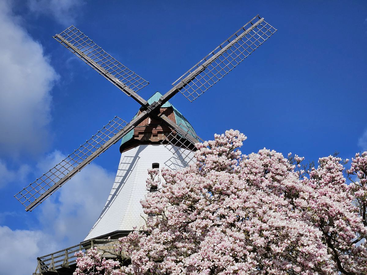 Kappeln - Mühle Amanda zur Magnolienblüte 2024