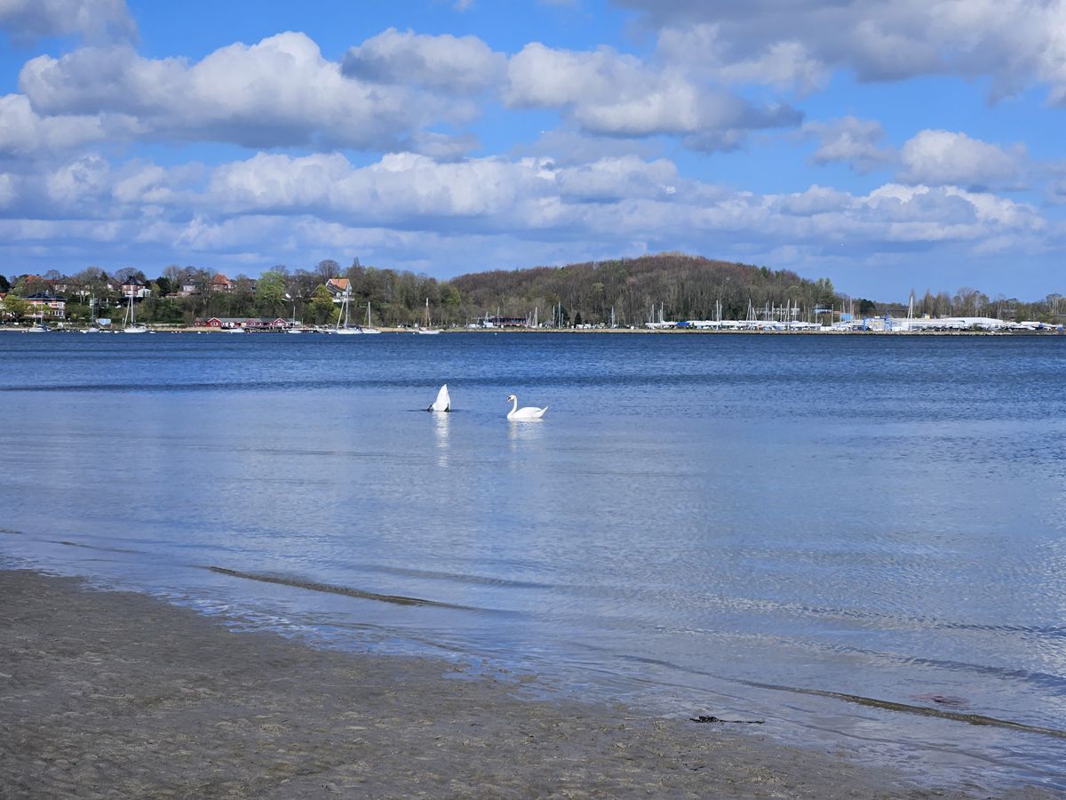 Eckernförder Bucht mit Schwänen