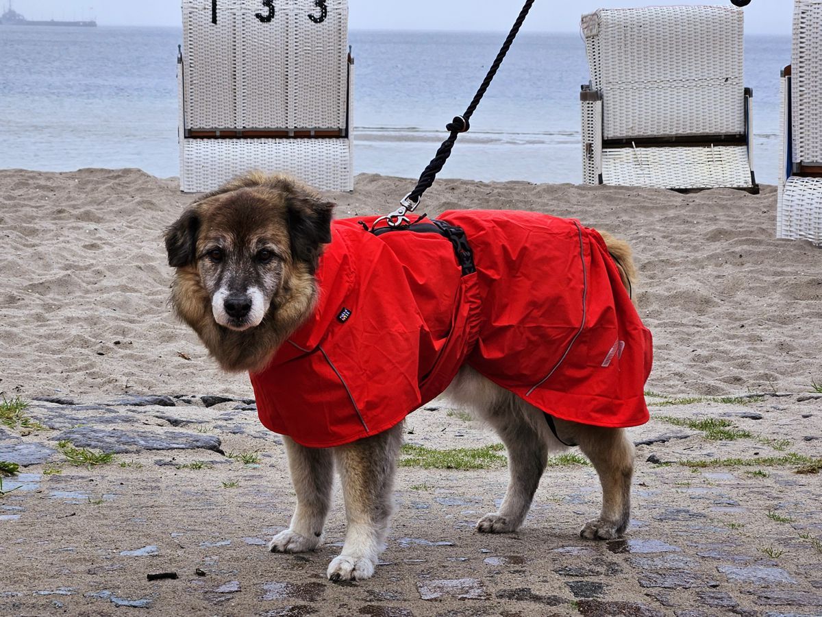 Hund Paul im roten Regenmantel